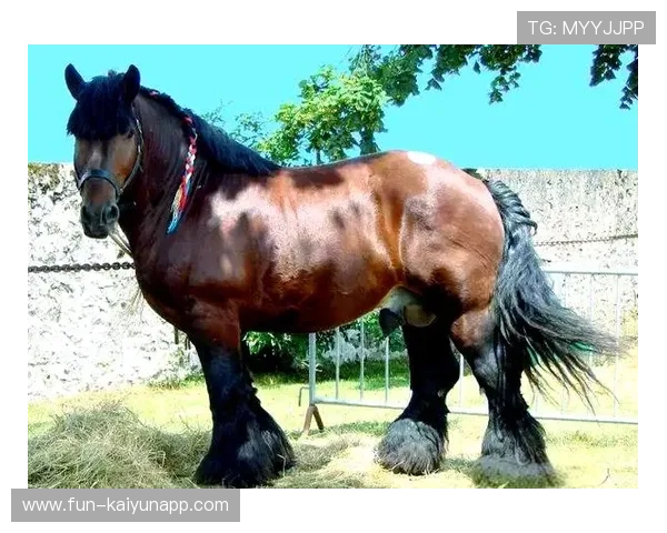 比利时马术协会建立马匹基因数据库,促进马匹选育与训练。,比利时的马